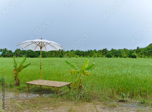 Bamboo litter with white umbrella and banana trees at the edge of organic green rice field after rain