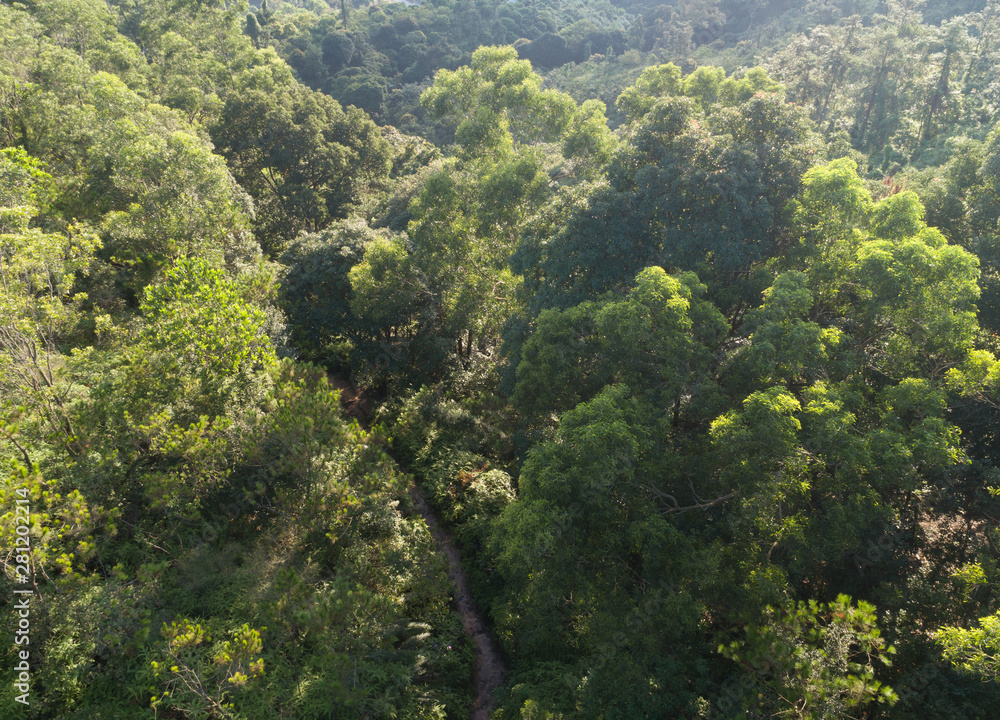 Aerial view of trail in mountains with green dense tropical rainforests in the sunrise