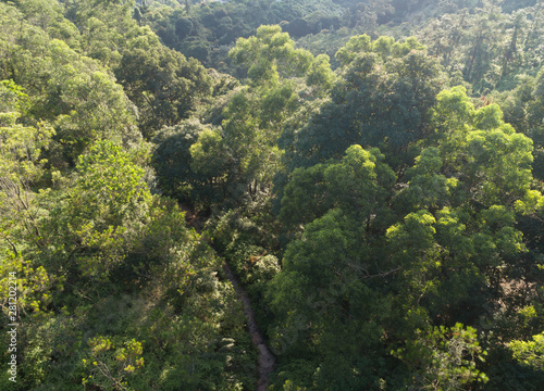 Aerial view of trail in mountains with green dense tropical rainforests in the sunrise