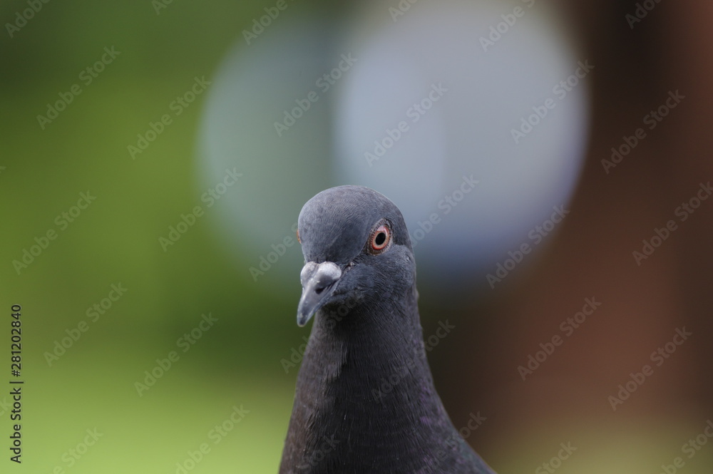 Fototapeta premium 鳩ぽっぽ