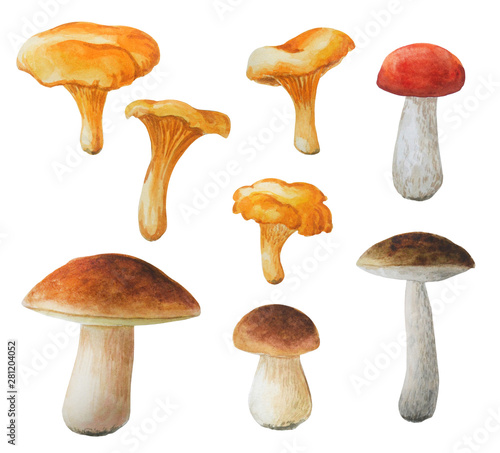 Watercolor edible mushrooms. Bright hand-drawn boletuses and chanterelles. Autumn collection. 