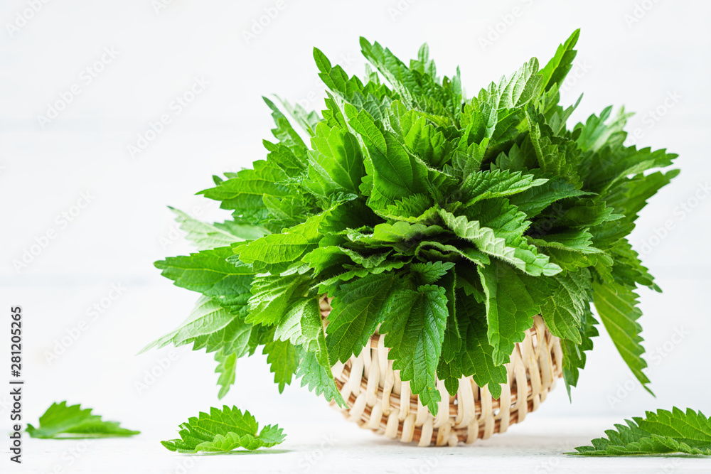 Fototapeta premium Green nettle leaves in basket on white background, stinging nettles, urtica.