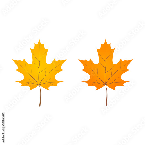 Yellow orange autumn maple leaves. Isolated vector illustration.