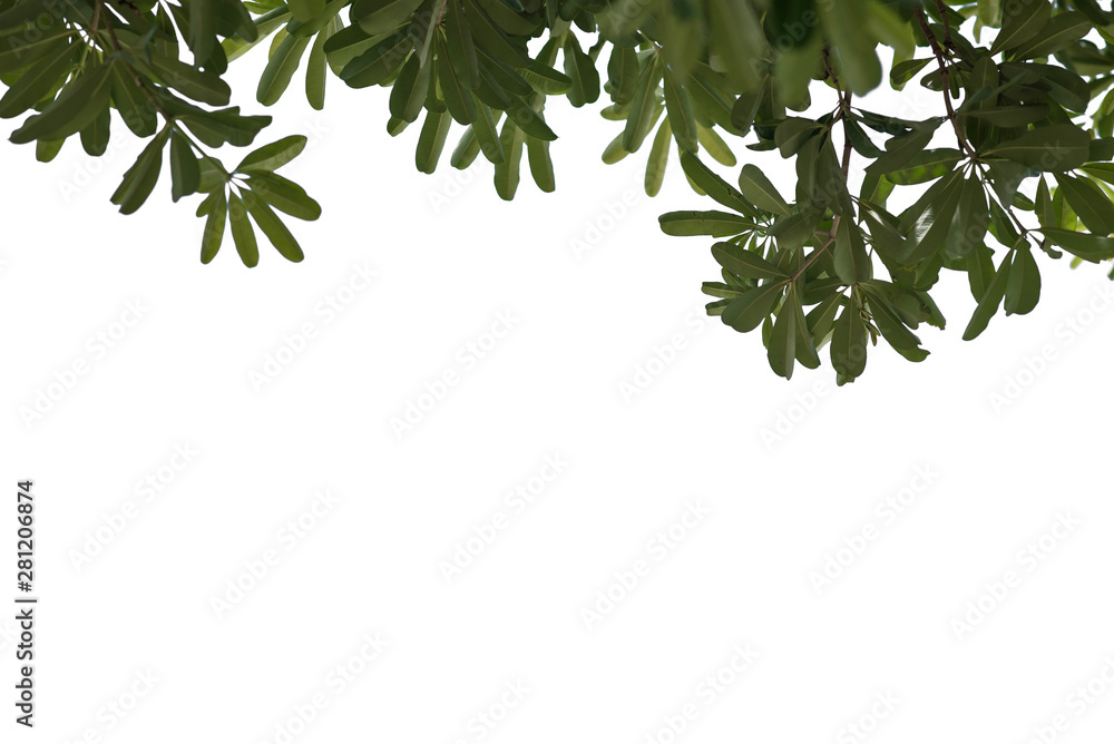 Fresh and green leaves isolated on white background with clipping path, Natural backgrounds. Fresh and green leaves isolated on white background with clipping path, Natural backgrounds.
