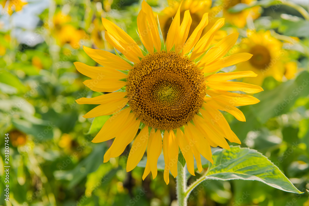 blooming sunflowers on a background blue sky. Sunflowers Field blooming sunflowers on a background blue sky. Sunflowers Field