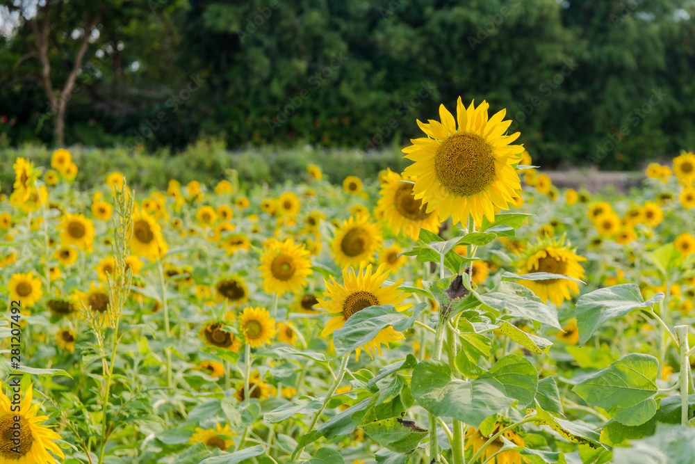 Obraz premium blooming sunflowers on a background blue sky. Sunflowers Field