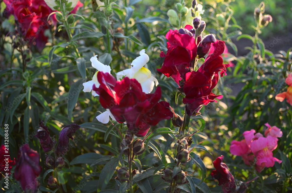 Obraz premium Colorful Snapdragons in the garden close up