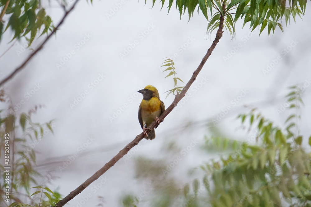 Fototapeta premium baya weaver