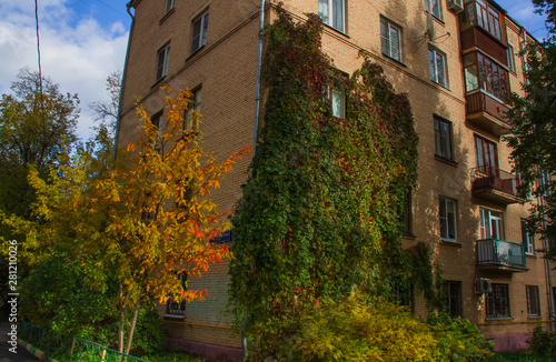 Ornamental climbing plant, entwined in a residential building in Moscow gives it extraordinary beauty and originality.