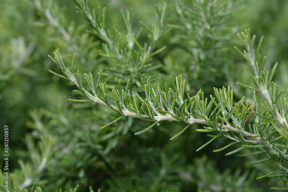 Creeping Rosemary Creeping Rosemary