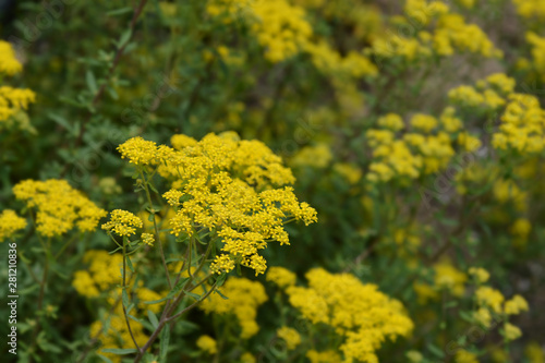 Italian alyssum