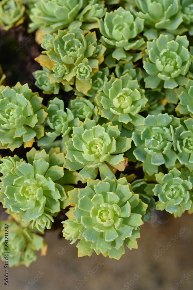 Gray stonecrop Gray stonecrop