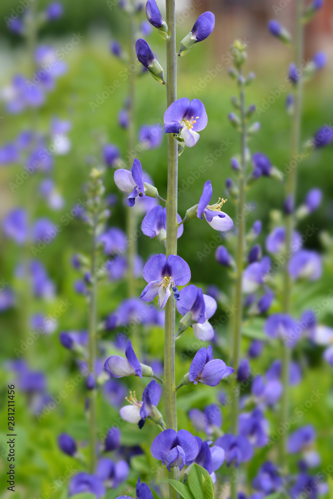 Obraz premium Blue false indigo