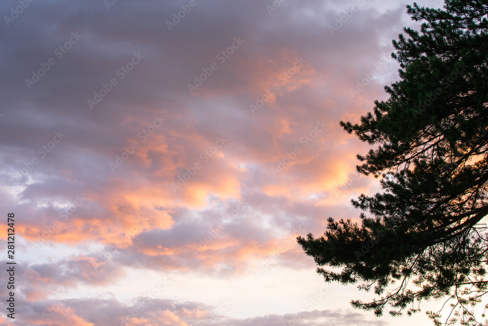 pine branch and clouds in the sunset light pine branch and clouds in the sunset light
