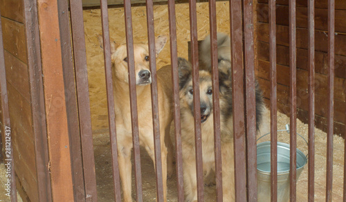 Two dogs in a dog's shelter waiting