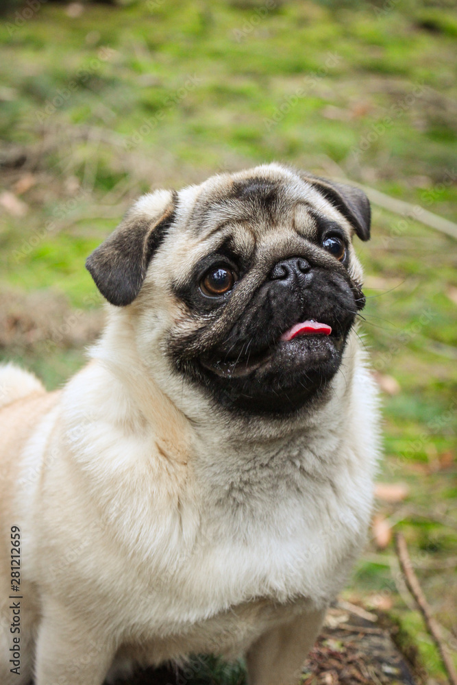 happy pug smile tongue out in the forest