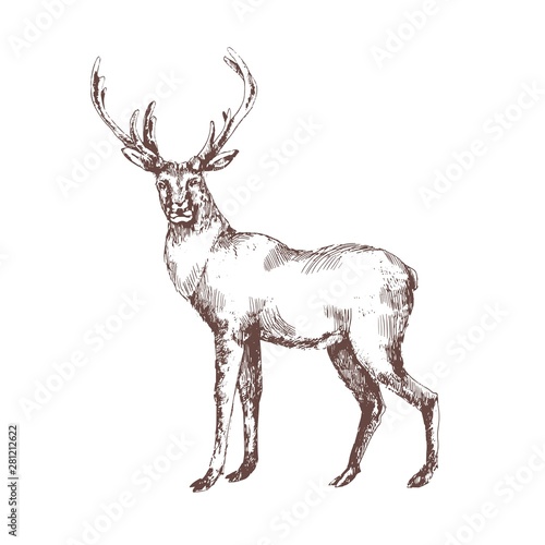 Red deer hand drawn with contour lines on white background. Elegant sketch drawing of wild forest animal with antlers, hoofed ruminant mammal. Monochrome vector illustration in vintage etching style.
