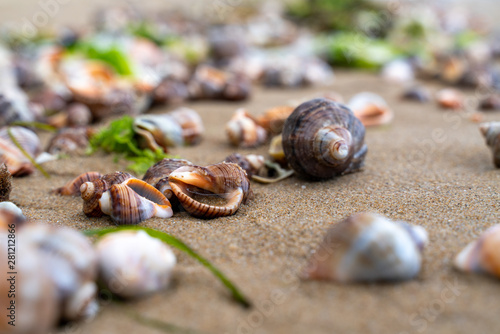 Shells on the beach of the Black Sea