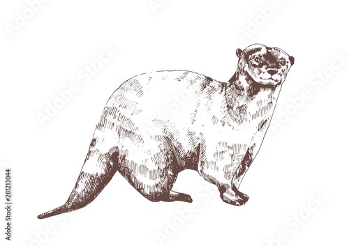 Eurasian otter hand drawn with contour lines on white background. Beautiful monochrome sketch drawing of wild semiaquatic carnivorous animal. Elegant vector illustration in antique engraving style.