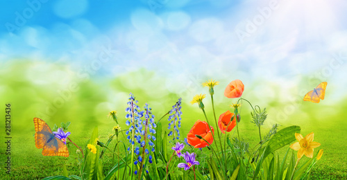 spring grass and daisy wildflowers nature abstract background photo