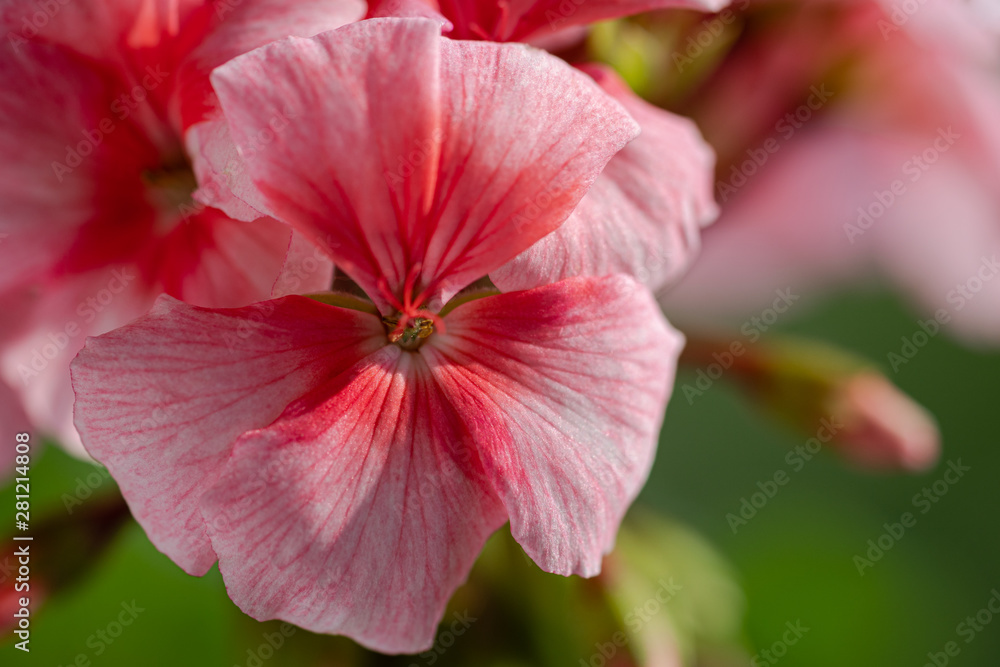 Pink color of flower Pelargonium zonale. Macro view of beauty petals Pink color of flower Pelargonium zonale. Macro view of beauty petals