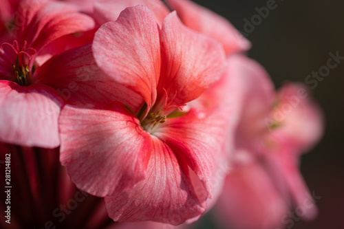 Pink color of flower Pelargonium zonale. Macro view of beautiful petals