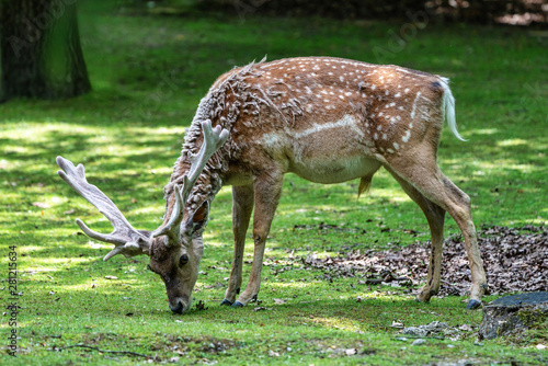 The fallow deer  Dama mesopotamica is a ruminant mammal