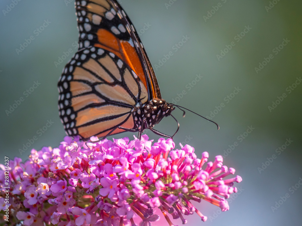 Fototapeta premium monarch butterfly,Danaus plexippus,