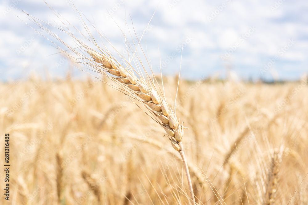Gold wheat field blue sky Gold wheat field blue sky