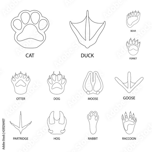 Vector illustration of foot and footprint symbol. Collection of foot and trace vector icon for stock.