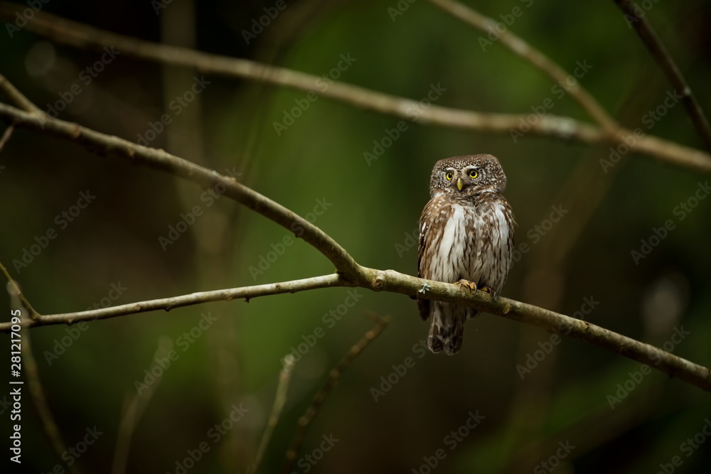 Glaucidium passerinum. It is the smallest owl in Europe. It occurs mainly in northern Europe. But also in Central and Southern Europe. In some mountain areas. Photographed in the Czech Republic. Wild Glaucidium passerinum. It is the smallest owl in Europe. It occurs mainly in northern Europe. But also in Central and Southern Europe. In some mountain areas. Photographed in the Czech Republic. Wild