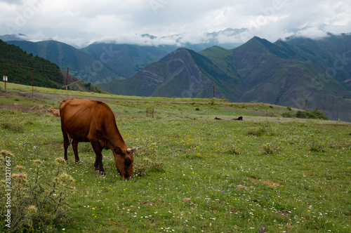 Cow graze in the mountains on a green Alpine meadow.