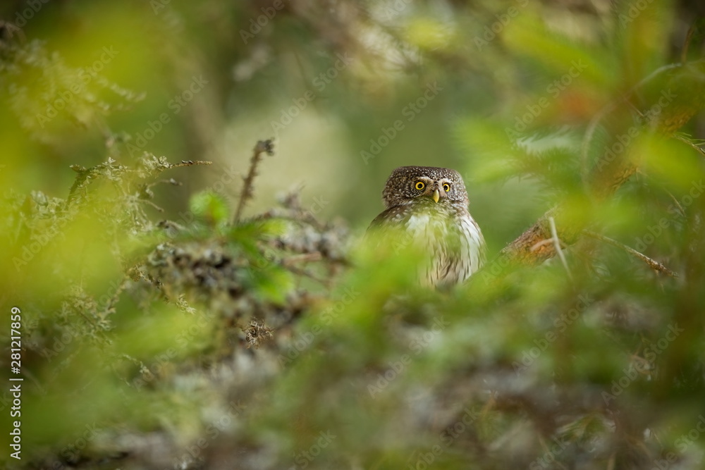 Glaucidium passerinum. It is the smallest owl in Europe. It occurs mainly in northern Europe. But also in Central and Southern Europe. In some mountain areas. Photographed in the Czech Republic. Wild Glaucidium passerinum. It is the smallest owl in Europe. It occurs mainly in northern Europe. But also in Central and Southern Europe. In some mountain areas. Photographed in the Czech Republic. Wild
