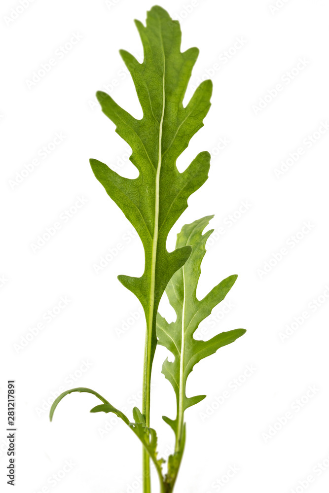 Fototapeta premium Fresh green arugula (Eruca vesicaria) leaves, isolated on white background. Green eco life diet