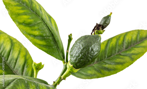 Young green lemon fruit on a lemon tree branch  citrus fruit with leaves isolated on white background