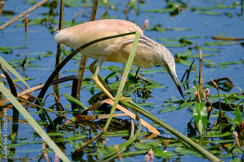 Crayfish heron perched on a branch waiting to fish on the riverbank photo