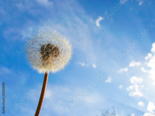 Dandelion on the background of the summer sky and clouds