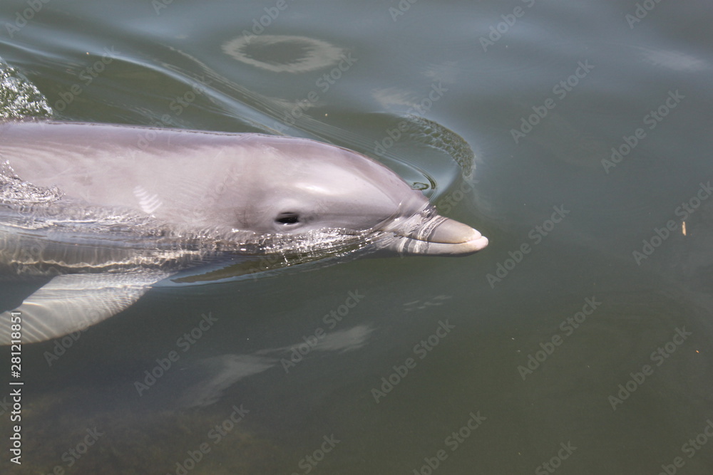 Fototapeta premium Delphin, Delfin, Dolphin