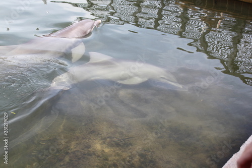 Delphin, Delfin, Dolphin