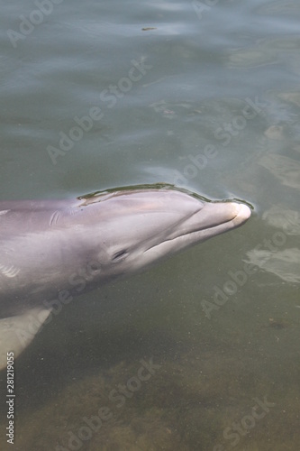 Delphin, Delfin, Dolphin