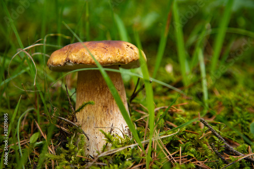 White mushroom growing in the forest among green grass
