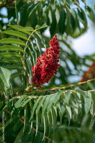 Red blooming ear of a staghorn sumac (rhus typhina hirta) photo