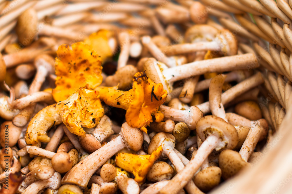 A small basket with mushrooms - honey fungus and color cast A small basket with mushrooms - honey fungus and color cast