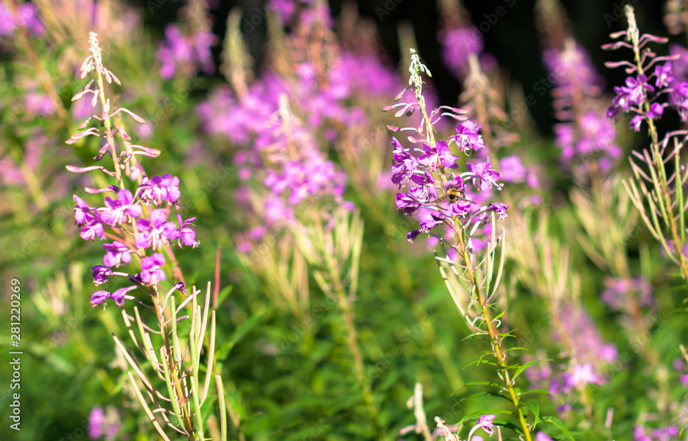 Obraz premium A light lilac pigweed flowres in the clearing in the woods in the sunny summer day