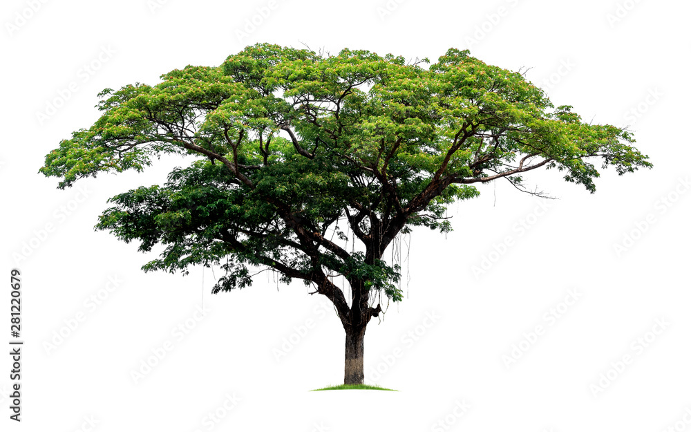 Big tropical tree isolated on a white background. File contains with clipping path so easy to work.