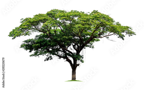 Big tropical tree isolated on a white background. File contains with clipping path so easy to work.