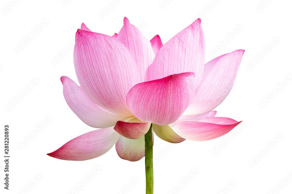 Pink Lotus flower isolated on white background.File contains with clipping path so easy to work.