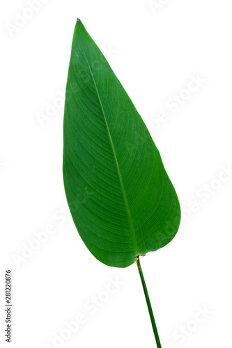 Tropical green leaves isolated on a white background. File contains with clipping path so easy to job.