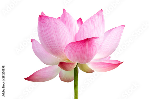 Pink Lotus flower isolated on white background.File contains with clipping path so easy to work. © NOOMUBON PHOTO