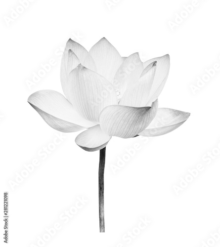 Black and white Lotus flower isolated on white background. File contains with clipping path so easy to work.